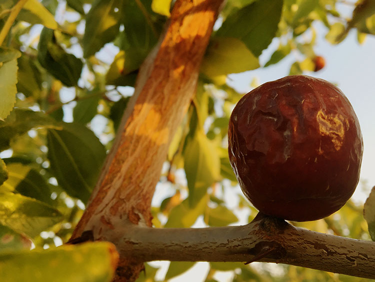 哈密大枣简介,乌鲁木齐哈密大枣