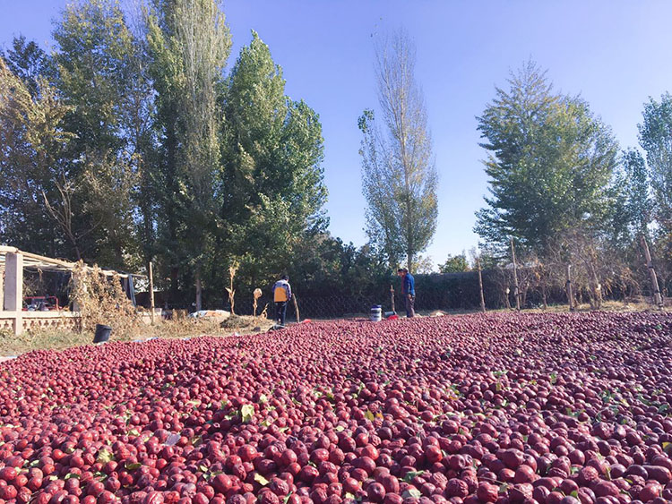 哈密大枣简介,乌鲁木齐哈密大枣