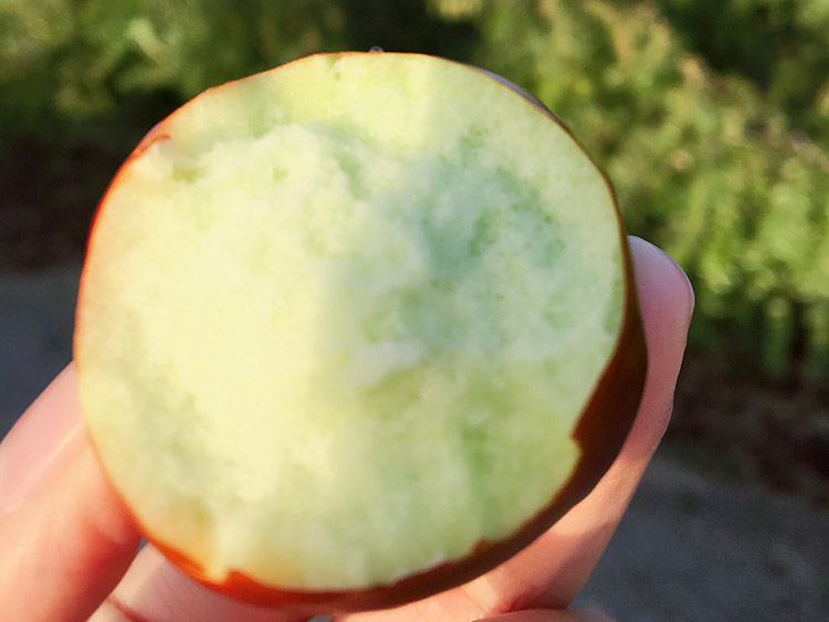 哈密大枣简介,乌鲁木齐哈密大枣