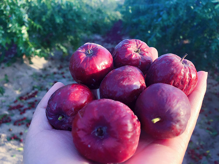 哈密大枣简介,乌鲁木齐哈密大枣