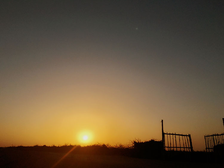 哈密大枣简介,乌鲁木齐哈密大枣