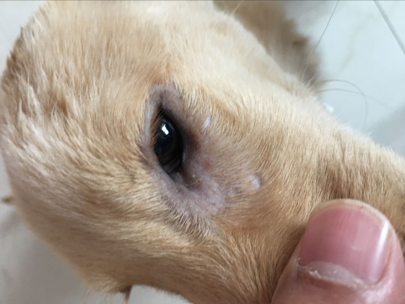 拉布拉多犬瘟弃养,被遗弃的拉布拉多幼崽