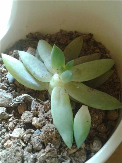 千佛手大量掉叶子怎么回事,千佛手叶子皱巴巴怎么办