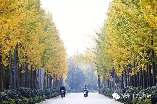 明日立冬，扬州最美的秋景都在这里啦！