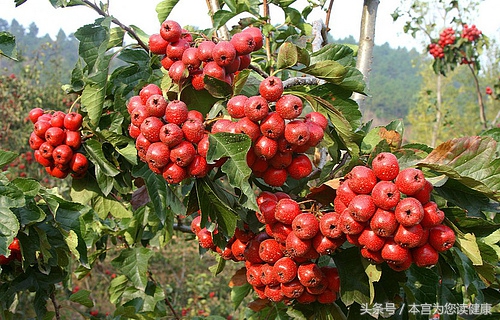 关于山楂的一些小知识,关于山楂的科普小知识