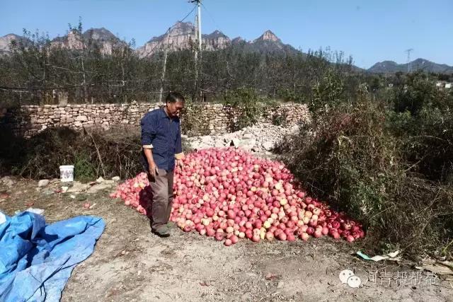 10块钱一斤的苹果真好吃,16块一斤的苹果真好吃