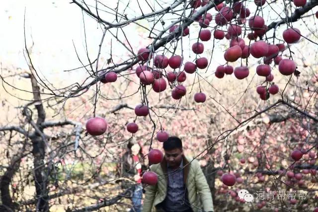 10块钱一斤的苹果真好吃,16块一斤的苹果真好吃