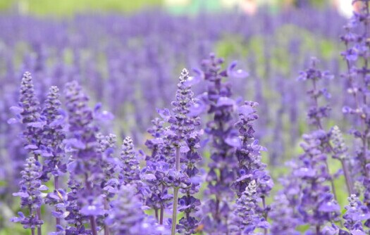 国内第一家“薰衣草世界”：清远薰衣草世界