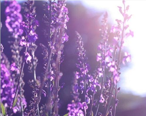 国内第一家“薰衣草世界”：清远薰衣草世界