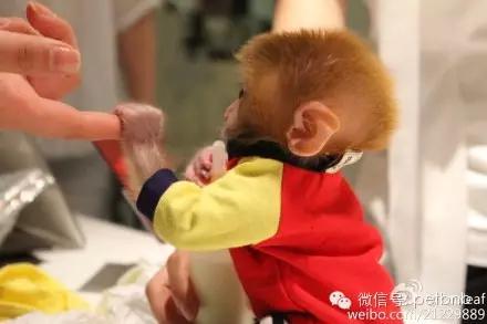 家养小宠物猴,养刚生下来的小猴子当宠物