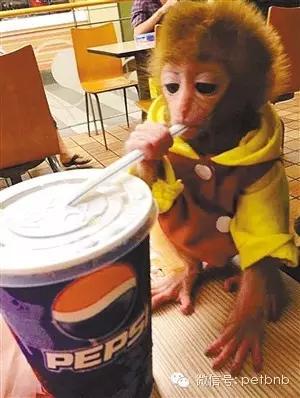家养小宠物猴,养刚生下来的小猴子当宠物
