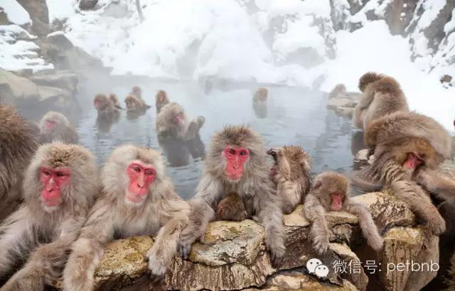 家养小宠物猴,养刚生下来的小猴子当宠物