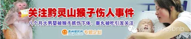 家养小宠物猴,养刚生下来的小猴子当宠物