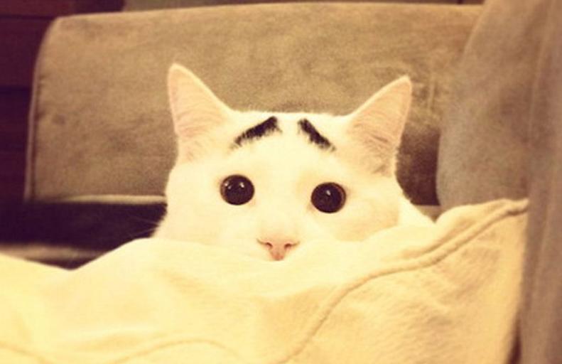 千万别点已中毒!你的眉毛是来搞笑的吗?