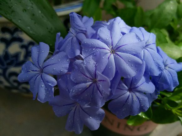 每日一花的花语,蓝雪花花语不离不弃