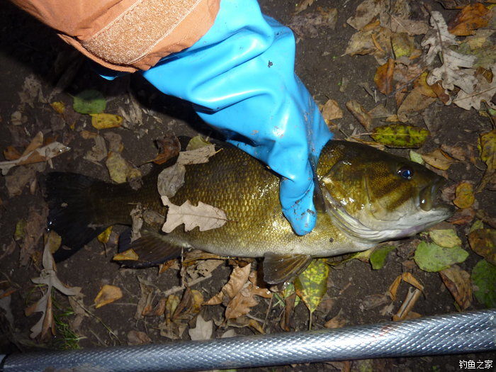 十全武功秘籍,十全大补汤钓鱼