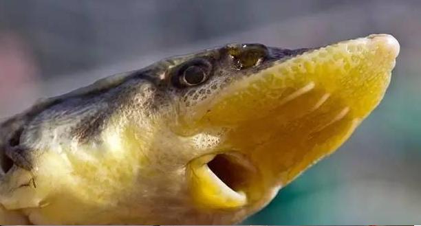 冬季钓鲟鱼的技巧和方法,钓鲟鱼注意事项