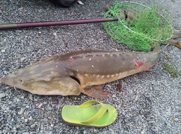 冬季钓鲟鱼的技巧和方法,钓鲟鱼注意事项