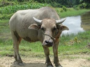 梦见卖牛是什么预兆和意味着什么,梦到牛是不是预示着怀孕