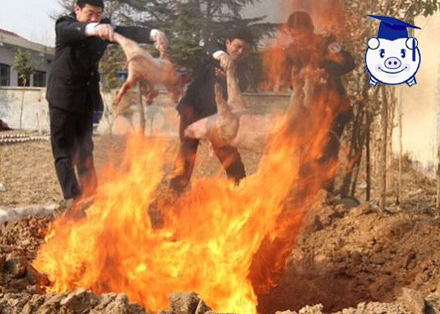 猪病最快的治疗方法,猪病怎么治疗才能彻底好