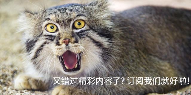 贵妇牌用不起？今天教你们寻找白菜价替代品