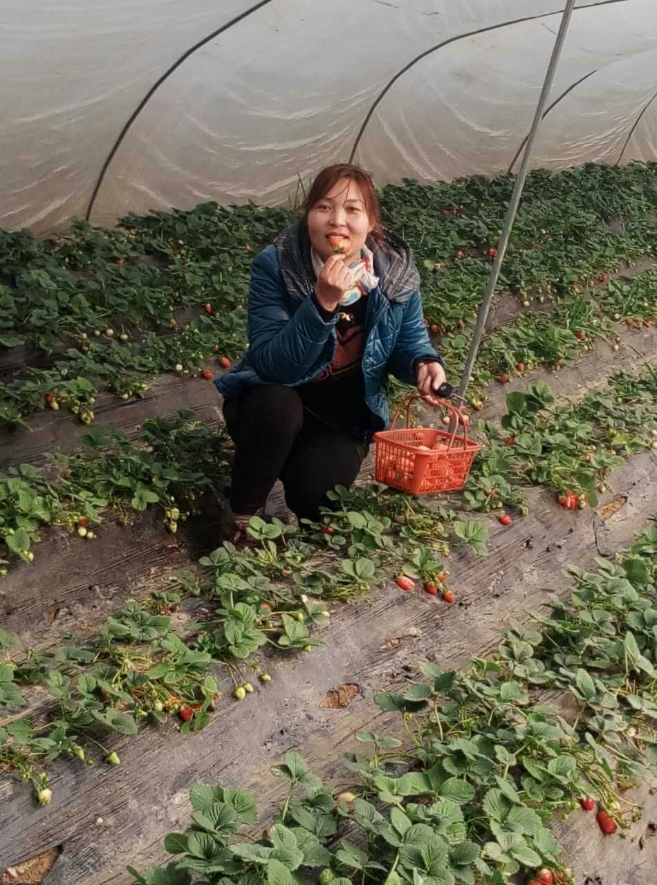 洛阳孟津富硒草莓采摘园,孟津草莓采摘园哪家好