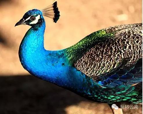 在云南过春节的感受,为什么来云南旅游