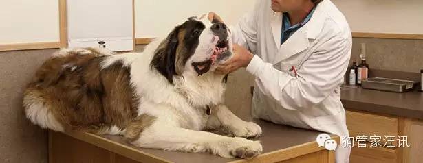 如何照顾怀孕期和哺乳期的母犬及幼仔