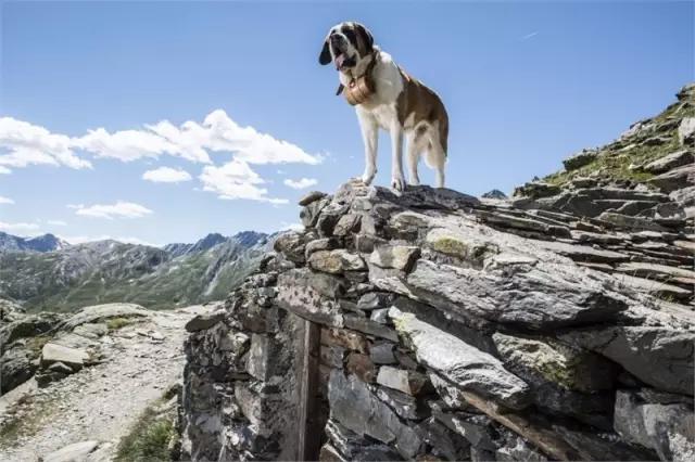 男子遛狗反被狗狗遛,男子遛狗反被狗“遛”