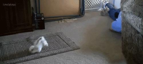 兔子好养吗,兔子属于动物吗