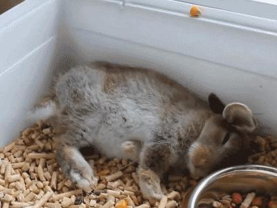 兔子好养吗,兔子属于动物吗