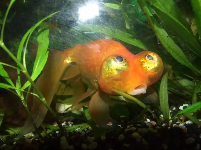 金鱼叫望天是什么鱼,望天金鱼纪录片