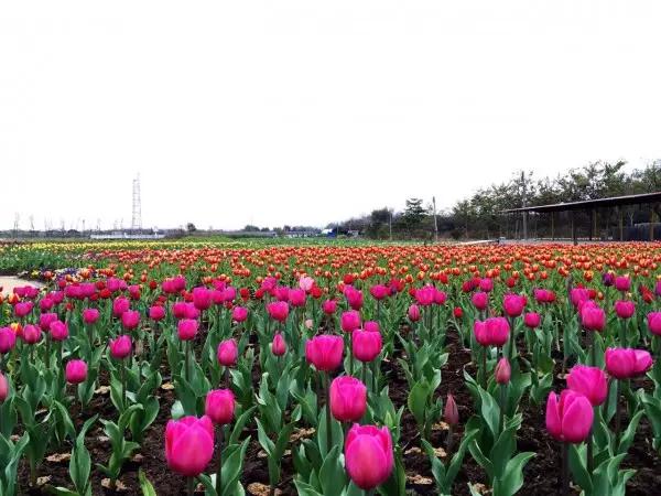 从东莞出发,不到两小时,就可以感受到靓爆灯的童话世界！