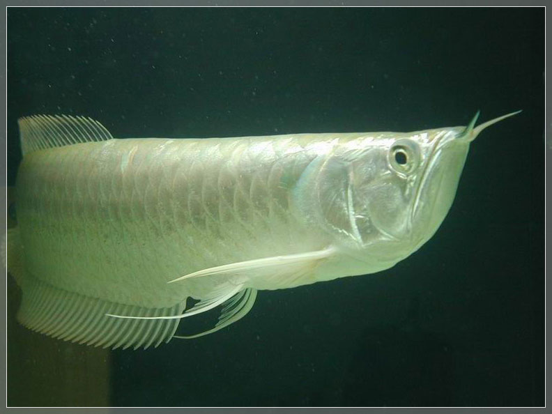 养鱼风水讲解视频,风水龙鱼养几条比较好