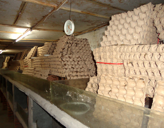 蝎子养殖应注意五个方面,养殖蝎子一平米养多少只