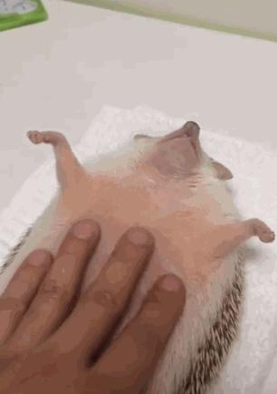 四脚朝天的刺猬,小刺猬四脚朝天躺在林间野道上