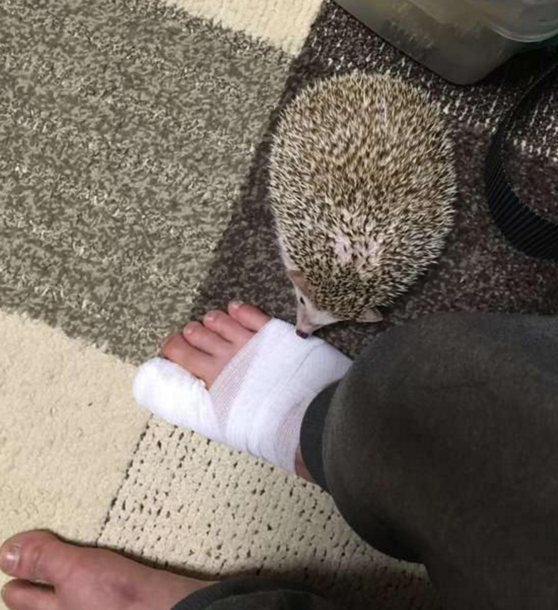 四脚朝天的刺猬,小刺猬四脚朝天躺在林间野道上