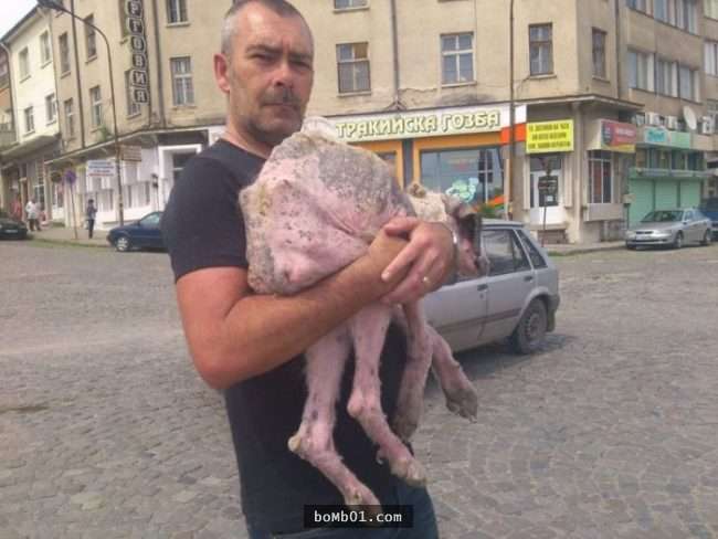 饱受虐待流浪狗虚弱到会死掉，但它获救后的模样连志工都不敢置信