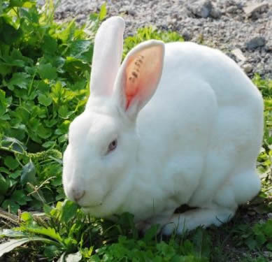 獭兔饲养管理有哪些,獭兔日程管理及应急技巧