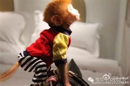 家养小宠物猴,养刚生下来的小猴子当宠物