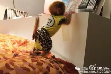 家养小宠物猴,养刚生下来的小猴子当宠物