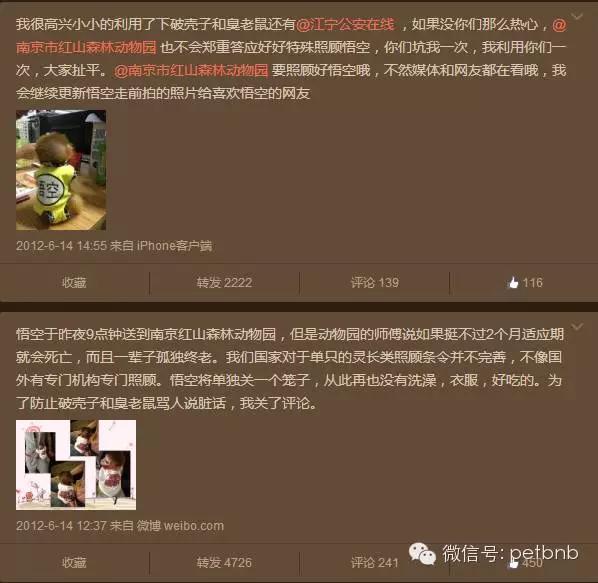 家养小宠物猴,养刚生下来的小猴子当宠物