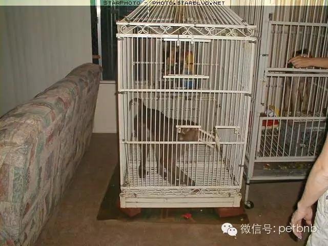 家养小宠物猴,养刚生下来的小猴子当宠物