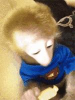 家养小宠物猴,养刚生下来的小猴子当宠物