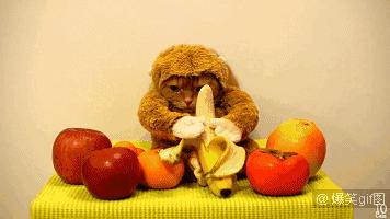 家养小宠物猴,养刚生下来的小猴子当宠物