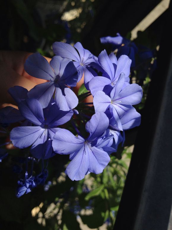 每日一花的花语,蓝雪花花语不离不弃