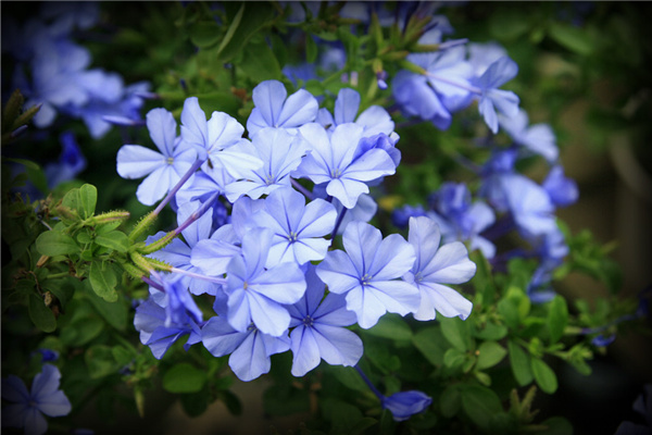 每日一花的花语,蓝雪花花语不离不弃