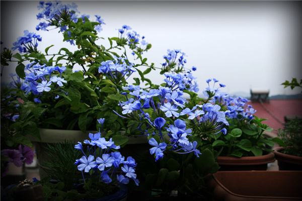 每日一花的花语,蓝雪花花语不离不弃