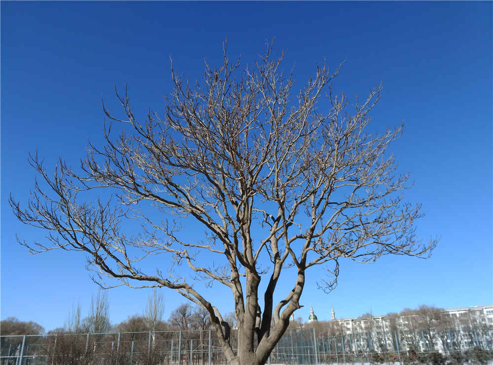 华为麦芒4有白色吗,测评华为麦芒4