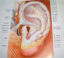 手指被烫了摸耳垂可以缓解吗,手烫为什么要摸耳朵